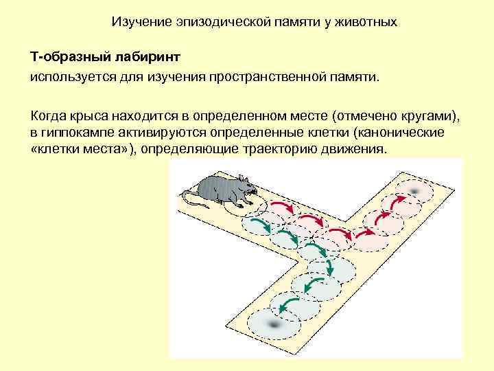 Изучение эпизодической памяти у животных Т-образный лабиринт используется для изучения пространственной памяти. Когда крыса