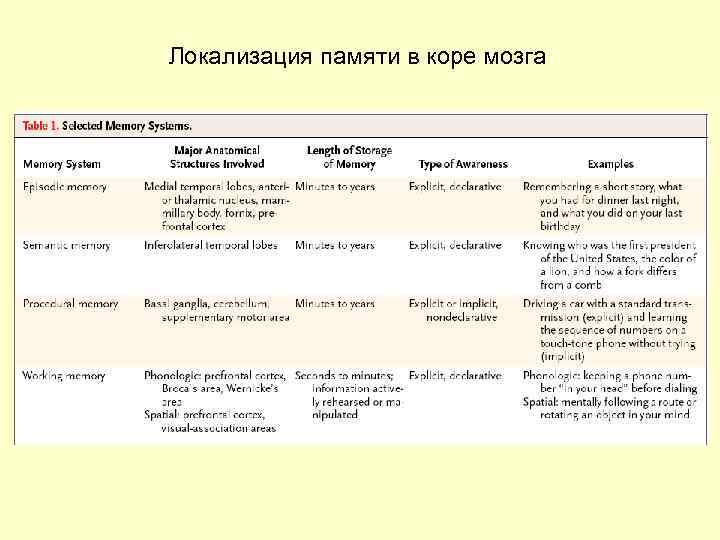 Локализация памяти в коре мозга 