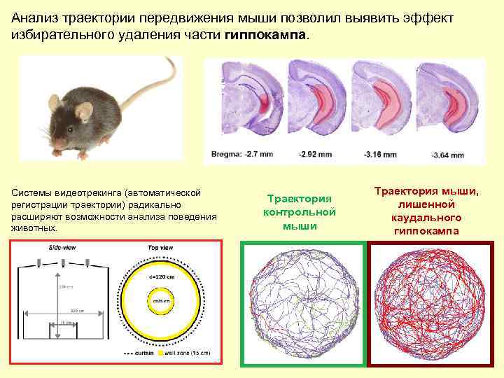 Анализ траектории передвижения мыши позволил выявить эффект избирательного удаления части гиппокампа. Системы видеотрекинга (автоматической