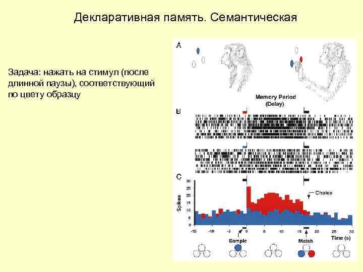 Декларативная память. Семантическая Задача: нажать на стимул (после длинной паузы), соответствующий по цвету образцу