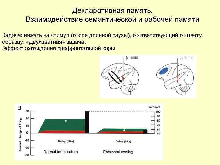 Декларативная память. Взаимодействие семантической и рабочей памяти Задача: нажать на стимул (после длинной паузы),