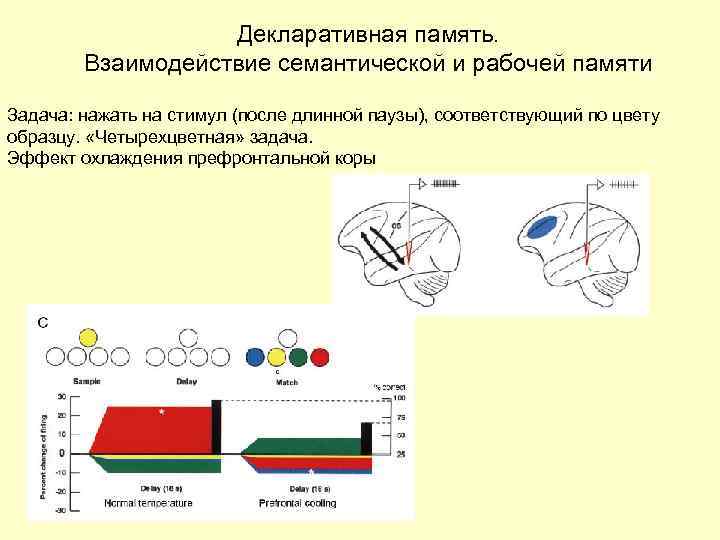 Декларативная память. Взаимодействие семантической и рабочей памяти Задача: нажать на стимул (после длинной паузы),