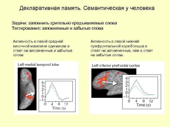 Декларативная память. Семантическая у человека Задачи: запомнить зрительно предъявляемые слова Тестирование: запомненные и забытые