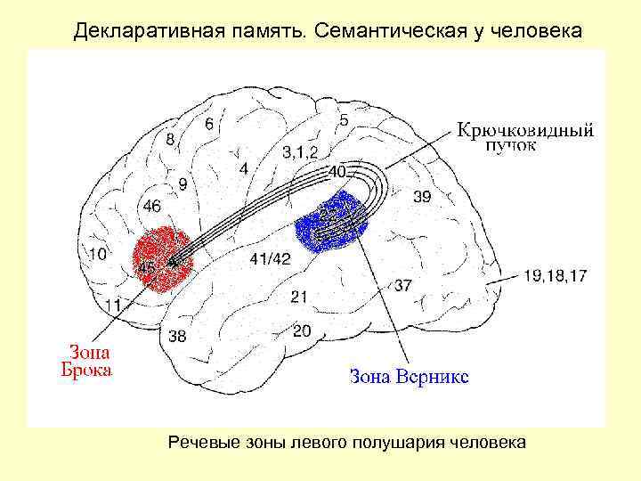 Декларативная память. Семантическая у человека Речевые зоны левого полушария человека 