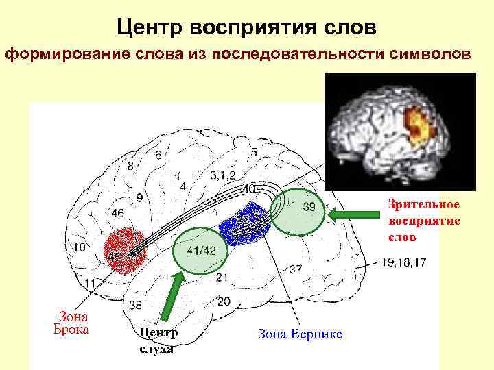 Центр восприятия слов формирование слова из последовательности символов Зрительное восприятие слов Центр слуха 