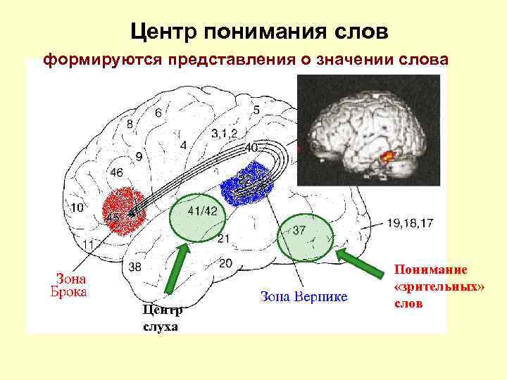 Центр понимания слов формируются представления о значении слова Центр слуха Понимание «зрительных» слов 