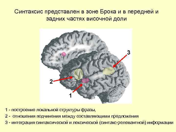 Синтаксис представлен в зоне Брока и в передней и задних частях височной доли 3