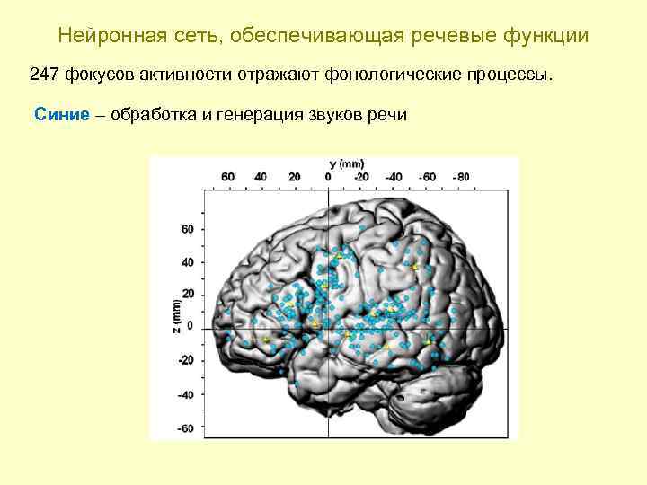 Нейронная сеть, обеспечивающая речевые функции 247 фокусов активности отражают фонологические процессы. Синие – обработка