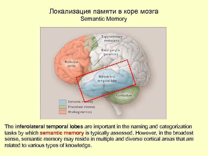 Локализация памяти в коре мозга Semantic Memory The inferolateral temporal lobes are important in