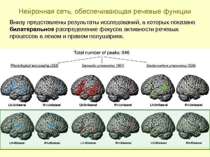 Нейронная сеть, обеспечивающая речевые функции Внизу представлены результаты исследований, в которых показано билатеральное распределение
