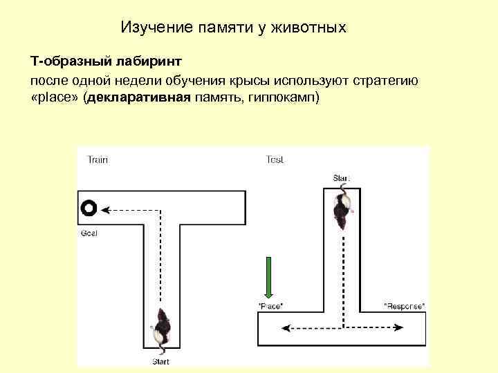 Изучение памяти у животных Т-образный лабиринт после одной недели обучения крысы используют стратегию «place»