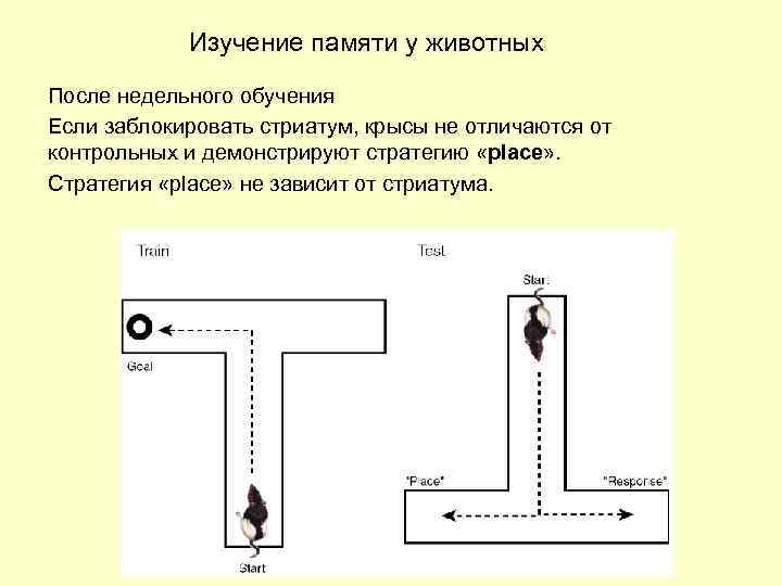 Изучение памяти у животных После недельного обучения Если заблокировать стриатум, крысы не отличаются от