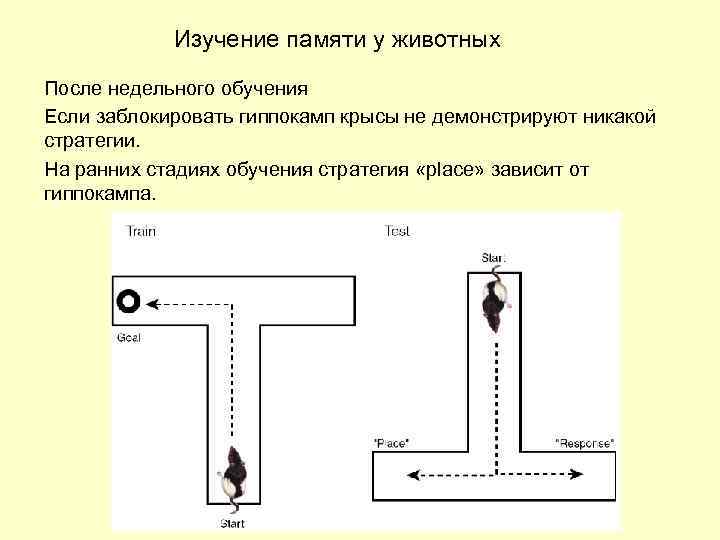 Изучение памяти у животных После недельного обучения Если заблокировать гиппокамп крысы не демонстрируют никакой