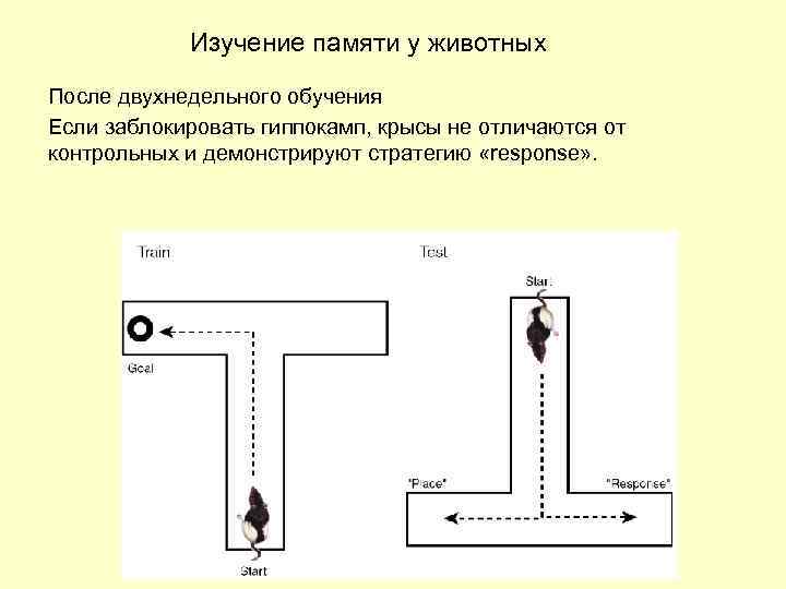 Изучение памяти у животных После двухнедельного обучения Если заблокировать гиппокамп, крысы не отличаются от