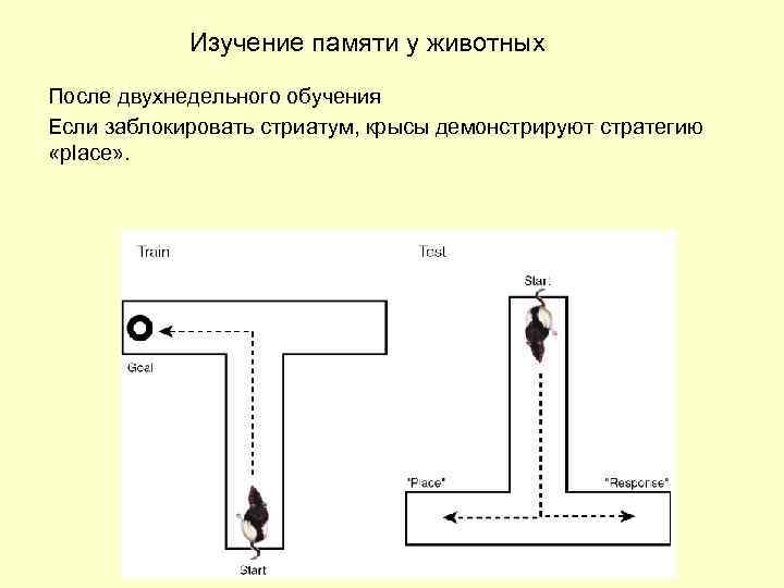 Изучение памяти у животных После двухнедельного обучения Если заблокировать стриатум, крысы демонстрируют стратегию «place»