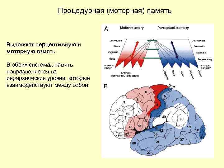 Двигательная память. Способ развития моторной памяти. Двигательная память примеры. Моторная память это в психологии. Примеры моторной памяти человека.