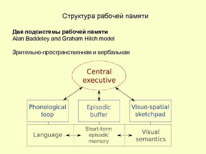 Рабочая память. Современная модель рабочей памяти. Модель памяти Бэддели. Структура памяти Бэддели. Структура рабочей памяти.