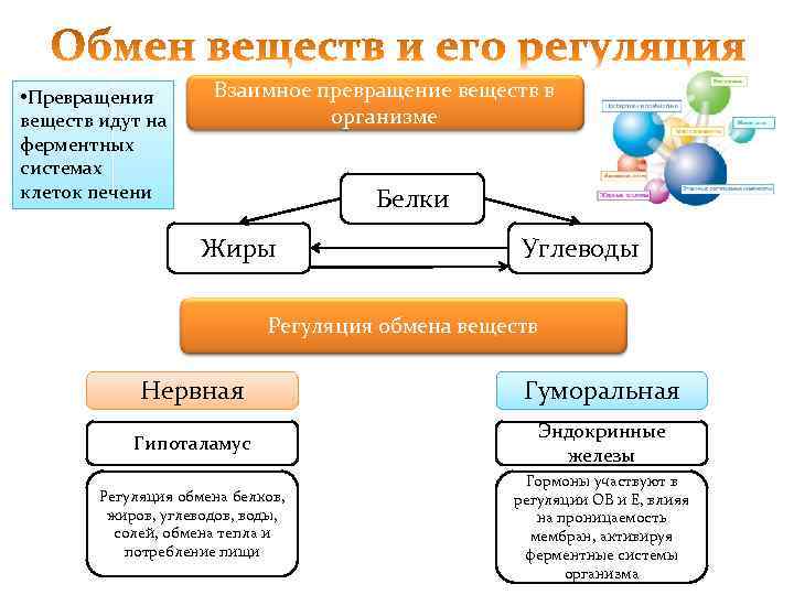  • Превращения веществ идут на ферментных системах клеток печени Взаимное превращение веществ в