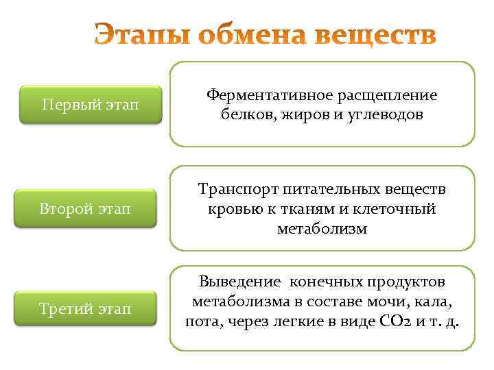 Первый этап Ферментативное расщепление белков, жиров и углеводов Второй этап Транспорт питательных веществ кровью