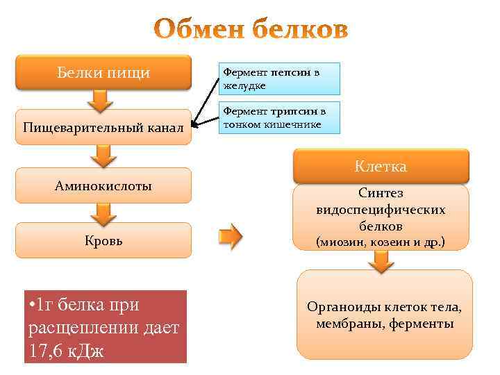 Белки пищи Пищеварительный канал Фермент пепсин в желудке Фермент трипсин в тонком кишечнике Клетка