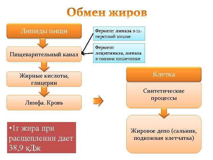 Липиды пищи Пищеварительный канал Жирные кислоты, глицерин Лимфа. Кровь • 1 г жира при
