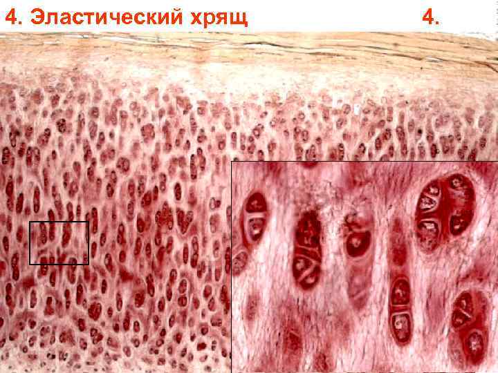 4. Эластический хрящ 4. 