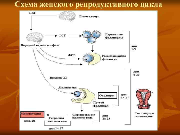 Схема женского репродуктивного цикла 