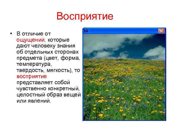 Восприятие • В отличие от ощущений, которые дают человеку знания об отдельных сторонах предмета