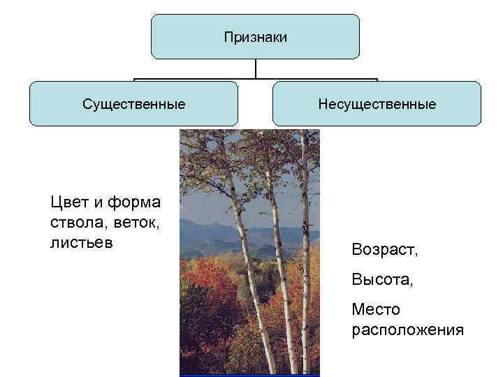 Признаки Существенные Цвет и форма ствола, веток, листьев Несущественные Возраст, Высота, Место расположения 