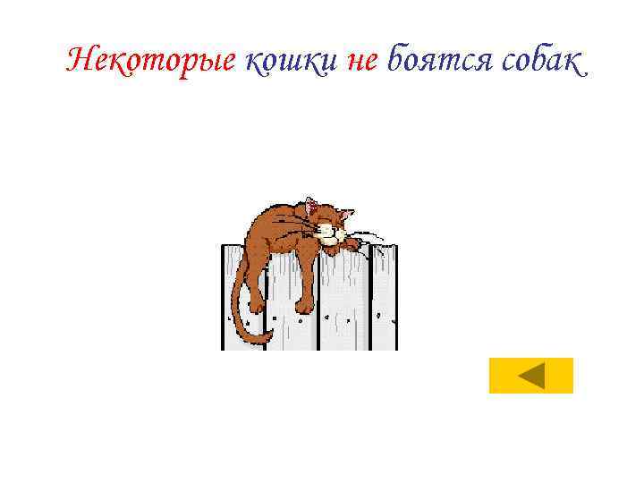 Некоторые кошки не боятся собак 