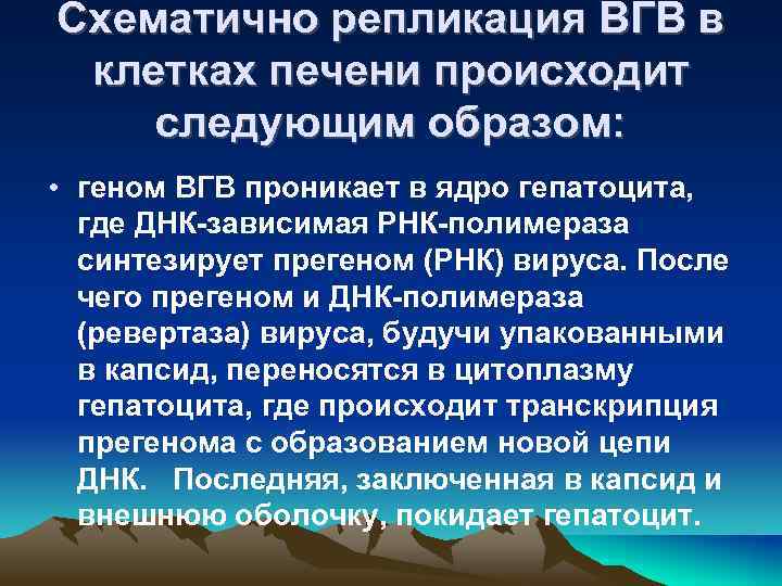 Схематично репликация ВГВ в клетках печени происходит следующим образом: • геном ВГВ проникает в