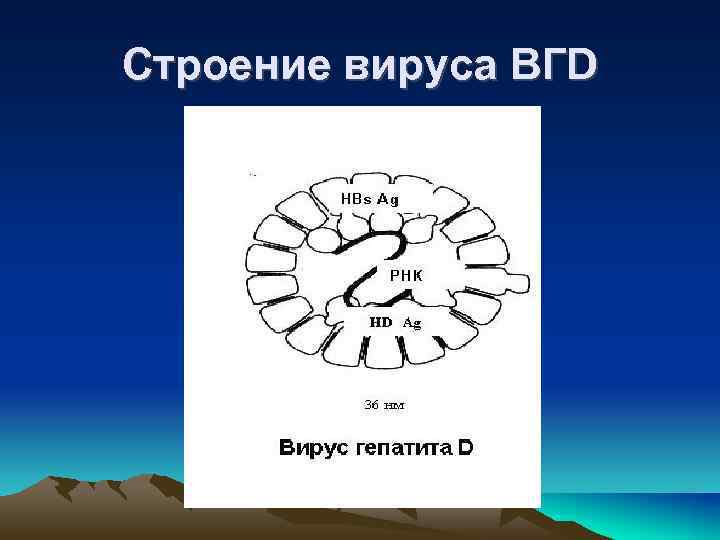 Строение вируса ВГD 