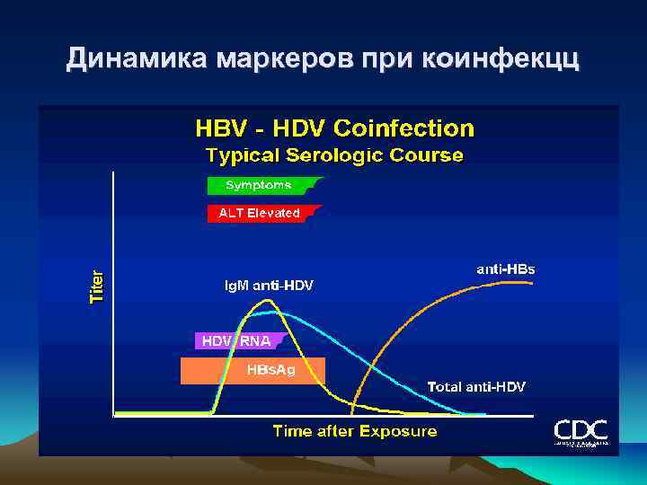 Динамика маркеров при коинфекцц 