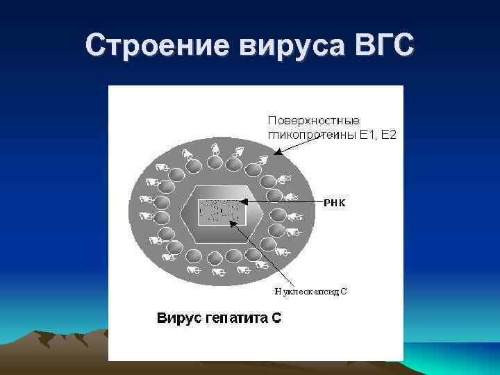 Строение вируса ВГС 