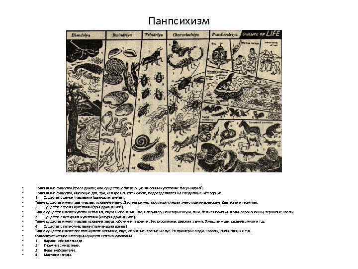 Панпсихизм • • • • Подвижные существа (траса джива; или существа, обладающие многими чувствами:
