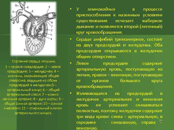 Сердце лягушки. Схема проводящей системы сердца лягушки. Сердце лягушки физиология. Артериальный конус лягушки. Проводящая система сердца лягушки образована.