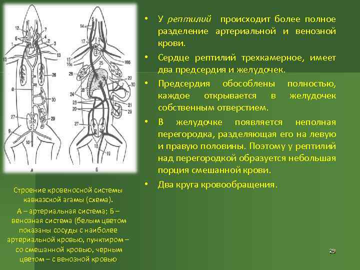 Схема кровеносной системы кавказской агамы