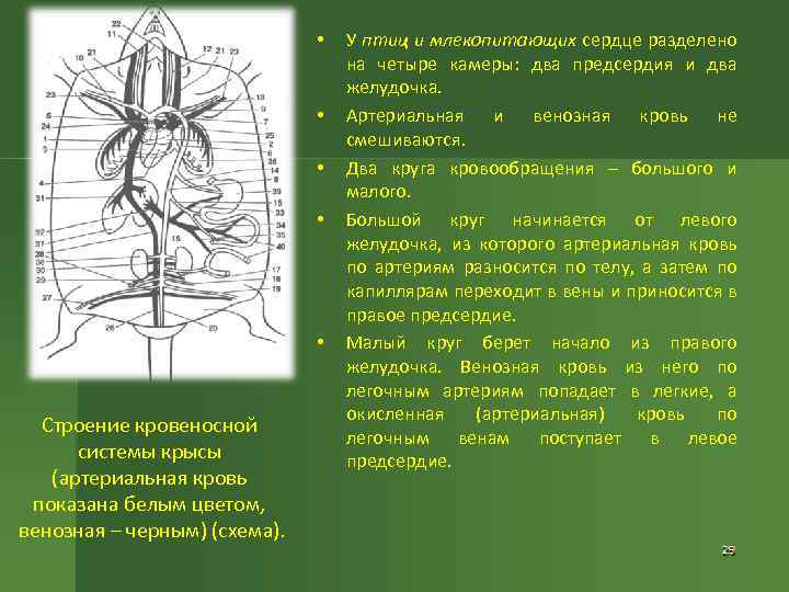 Схема строения кровеносной системы пчелы