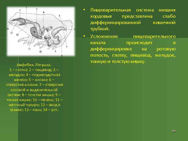 Амфибии. Лягушка. 1 – глотка; 2 – пищевод; 3 – желудок; 4 – поджелудочная