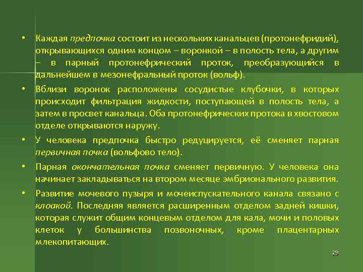  • Каждая предпочка состоит из нескольких канальцев (протонефридий), открывающихся одним концом – воронкой