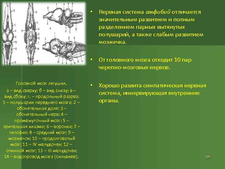  • Нервная система амфибий отличается значительным развитием и полным разделением парных вытянутых полушарий,
