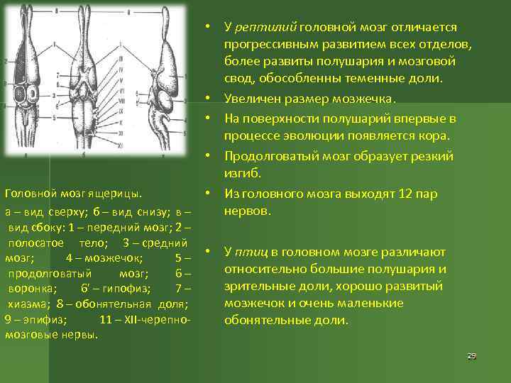  • У рептилий головной мозг отличается прогрессивным развитием всех отделов, более развиты полушария