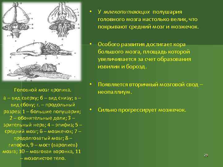  • У млекопитающих полушария головного мозга настолько велик, что покрывают средний мозг и