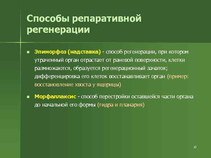 Способы репаративной регенерации n Эпиморфоз (надставка) - способ регенерации, при котором утраченный орган отрастает