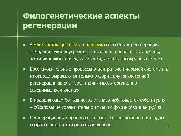 Филогенетические аспекты регенерации n У млекопитающих в т. ч. и человека способны к регенерации: