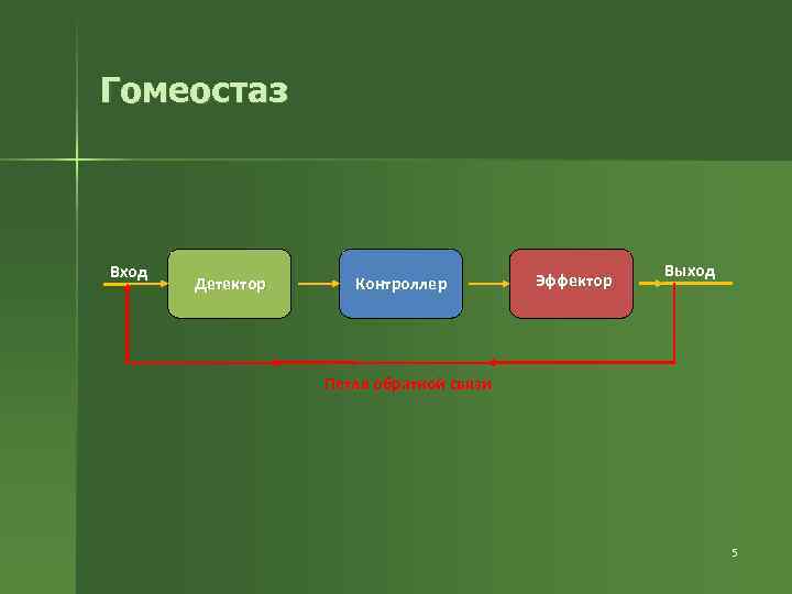 Гомеостаз Вход Детектор Контроллер Эффектор Выход Петля обратной связи 5 