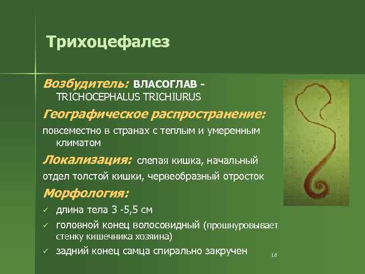 Трихоцефалез Возбудитель: ВЛАСОГЛАВ TRICHOCEPHALUS TRICHIURUS Географическое распространение: повсеместно в странах с теплым и умеренным