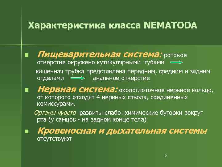 Характеристика класса NEMATODA n n n Пищеварительная система: ротовое отверстие окружено кутикулярными губами кишечная