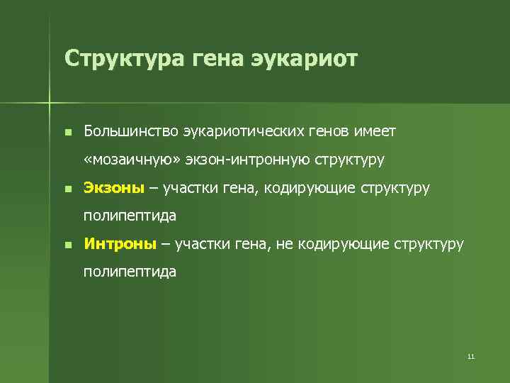 Структура гена эукариот n Большинство эукариотических генов имеет «мозаичную» экзон-интронную структуру n Экзоны –