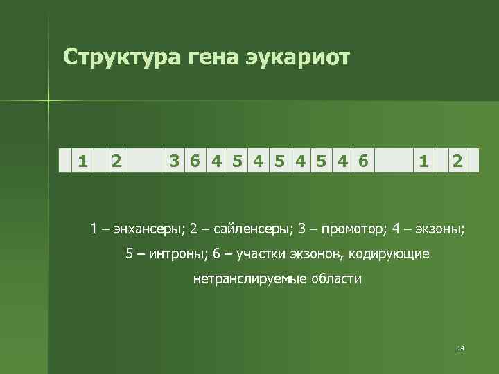 Структура гена эукариот 1 2 3 6 4 5 4 5 4 6 1